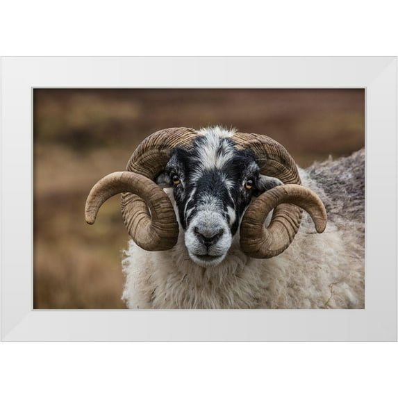 Jaynes Gallery 18x13 White Modern Wood Framed Museum Art Print Titled - Scotland Scottish black-faced sheep head close-up