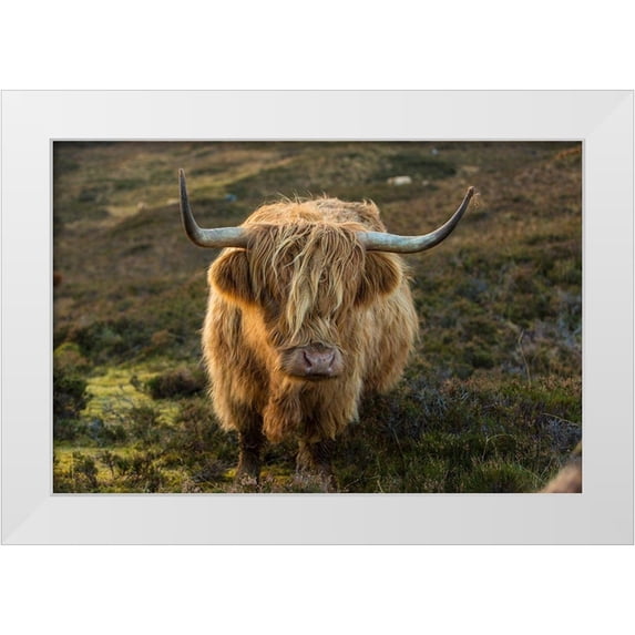 Jaynes Gallery 18x13 White Modern Wood Framed Museum Art Print Titled - Scotland-The Isle of Skye Close-up of highland cow