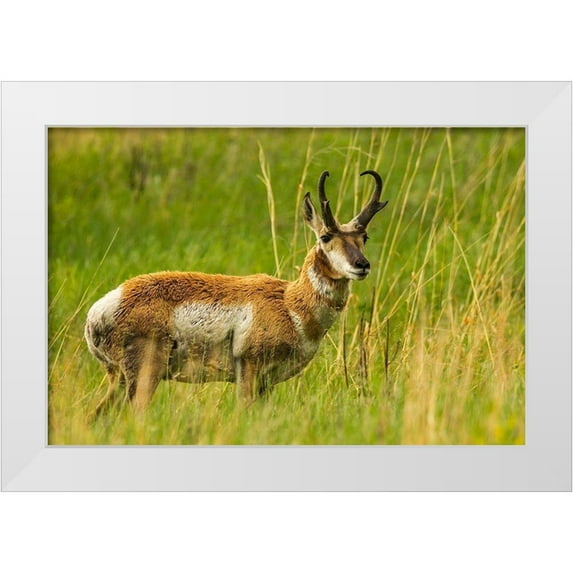 Jaynes Gallery 18x13 White Modern Wood Framed Museum Art Print Titled - South Dakota-Custer State Park Pronghorn antelope buck