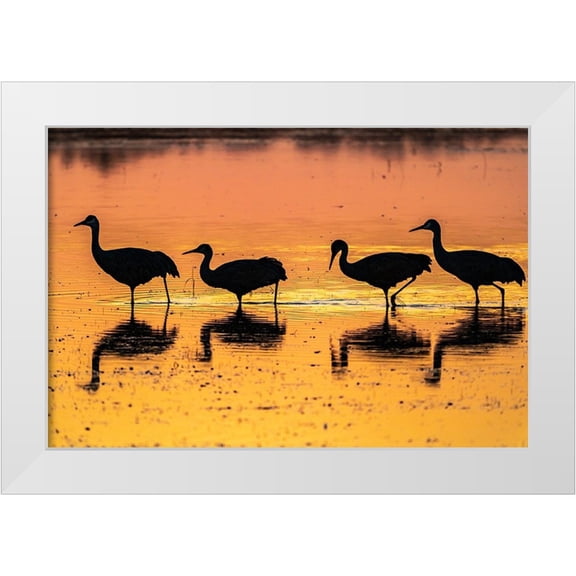 Jaynes Gallery 18x13 White Modern Wood Framed Museum Art Print Titled - USA-New Mexico-Bosque Del Apache National Wildlife Refuge-Sandhill crane silhouettes in water at su