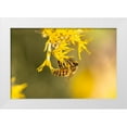 thumbnail image 1 of Jaynes Gallery 18x13 White Modern Wood Framed Museum Art Print Titled - USA-New Mexico-Honey bee on rabbitbrush, 1 of 4