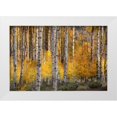 thumbnail image 1 of Jaynes Gallery 18x13 White Modern Wood Framed Museum Art Print Titled - USA-Utah-Ashley National Forest Aspen forest in autumn, 1 of 4