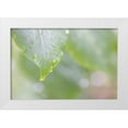 thumbnail image 1 of Jaynes Gallery 18x13 White Modern Wood Framed Museum Art Print Titled - USA-Washington State-Seabeck Raindrops on lilac leaf, 1 of 4