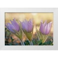 thumbnail image 1 of Jaynes Gallery 18x14 White Modern Wood Framed Museum Art Print Titled - Canada-Manitoba-Sandilands Provincial Forest Prairie crocus flowers close-up, 1 of 4