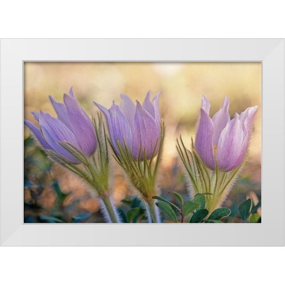 Jaynes Gallery 18x14 White Modern Wood Framed Museum Art Print Titled - Canada-Manitoba-Sandilands Provincial Forest Prairie crocus flowers close-up