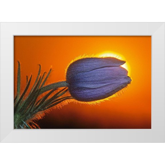 Jaynes Gallery 18x14 White Modern Wood Framed Museum Art Print Titled - Canada-Manitoba-Winnipeg Prairie crocus backlit at sunrise