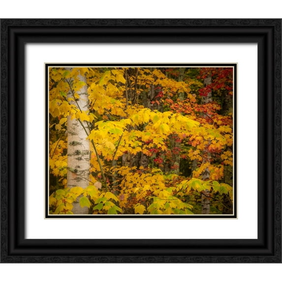 Jaynes Gallery 18x15 Black Ornate Wood Framed with Double Matting Museum Art Print Titled - USA-Maine-Acadia National Park Autumn colors in forest