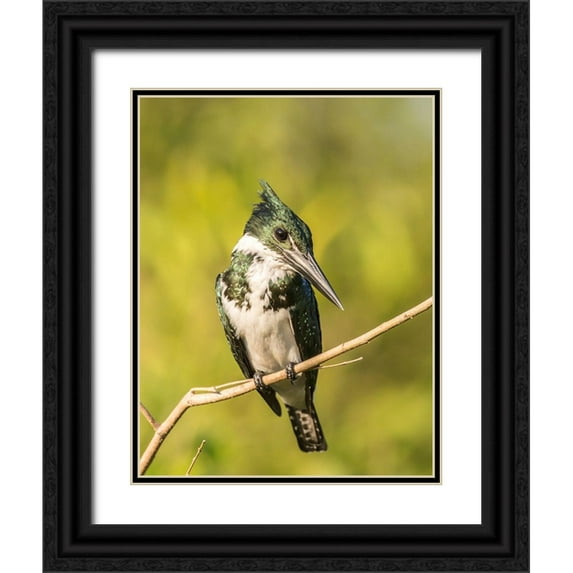 Jaynes Gallery 19x24 Black Ornate Wood Framed with Double Matting Museum Art Print Titled - Brazil-Pantanal Amazon kingfisher bird on limb