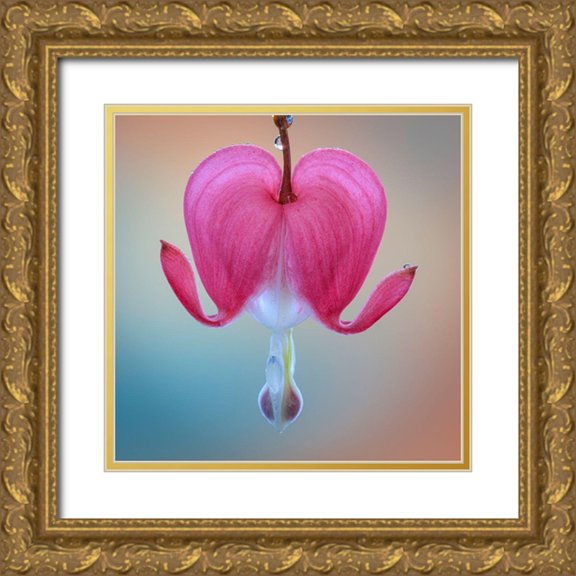 Jaynes Gallery 20x20 Gold Ornate Wood Framed with Double Matting Museum Art Print Titled - Washington State-Seabeck Bleeding heart blossom close-up