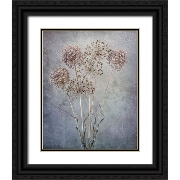 Jaynes Gallery 20x24 Black Ornate Wood Framed with Double Matting Museum Art Print Titled - USA-Washington State-Seabeck Allium seed heads close-up
