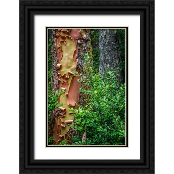 Jaynes Gallery 23x32 Black Ornate Wood Framed with Double Matting Museum Art Print Titled - USA-Washington State-Seabeck Peeling madrone tree bark and bush