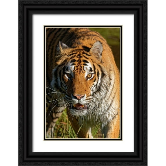 Jaynes Gallery 23x32 Black Ornate Wood Framed with Double Matting Museum Art Print Titled - Montana Siberian tiger in controlled environment