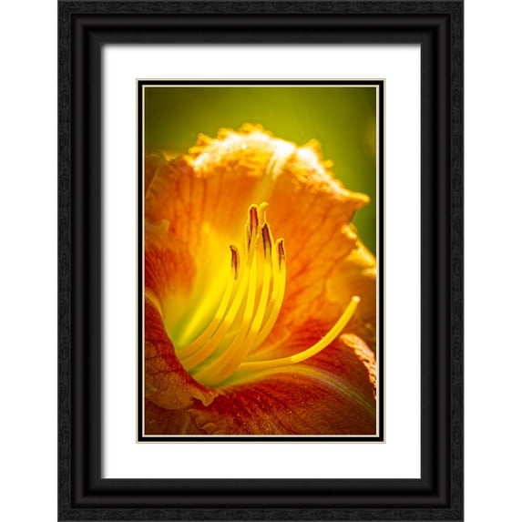 Jaynes Gallery 23x32 Black Ornate Wood Framed with Double Matting Museum Art Print Titled - USA-Colorado-Fort Collins Close-up of yellow lily