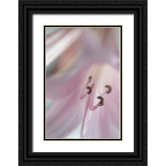 Jaynes Gallery 23x32 Black Ornate Wood Framed with Double Matting Museum Art Print Titled - Washington-Seabeck Pale pink lily close-up