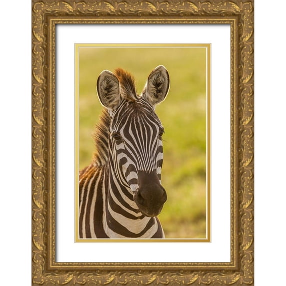 Jaynes Gallery 23x32 Gold Ornate Wood Framed with Double Matting Museum Art Print Titled - Africa-Tanzania-Serengeti National Park Close-up of young plains zebra
