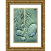 Jaynes Gallery 23x32 Gold Ornate Wood Framed with Double Matting Museum Art Print Titled - USA-Washington State-Seabeck Raindrops on madrone tree leaf