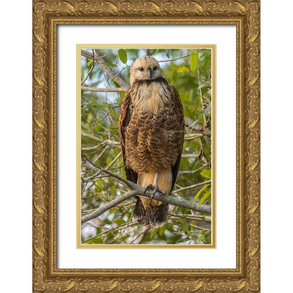 Jaynes Gallery 23x32 Gold Ornate Wood Framed with Double Matting Museum Art Print Titled - Brazil-Pantanal Black-collared hawk in tree