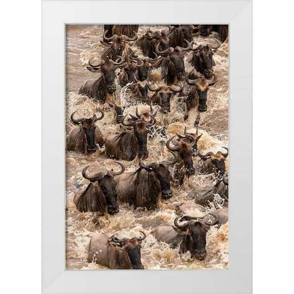 Jaynes Gallery 23x32 White Modern Wood Framed Museum Art Print Titled - Africa-Tanzania-Serengeti National Park Wildebeests crossing Mara River
