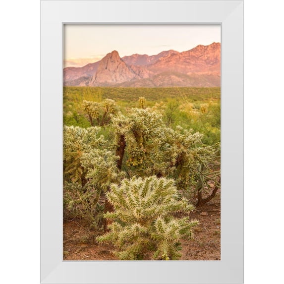 Jaynes Gallery 23x32 White Modern Wood Framed Museum Art Print Titled - Arizona-Santa Cruz County Santa Rita Mountains and cholla cactus at sunset
