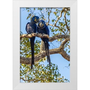 Jaynes Gallery 23x32 White Modern Wood Framed Museum Art Print Titled - Brazil-Pantanal Hyacinth macaw pair in tree