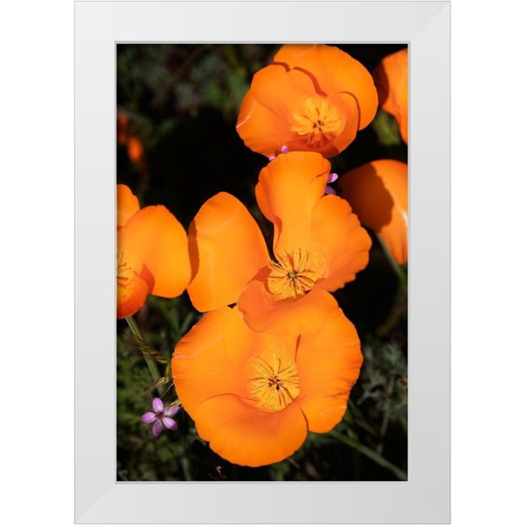 Jaynes Gallery 23x32 White Modern Wood Framed Museum Art Print Titled - California-Mojave Desert California poppies