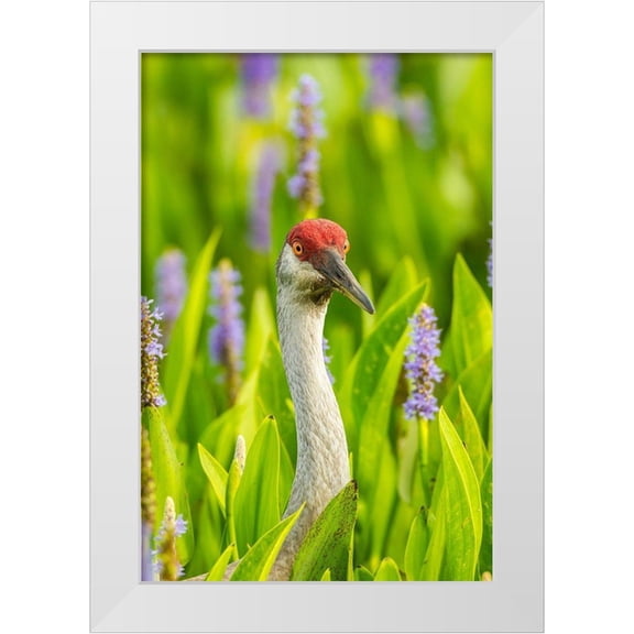 Jaynes Gallery 23x32 White Modern Wood Framed Museum Art Print Titled - Florida-Orlando Wetlands Park Sandhill crane adult in blooming pickerel weed