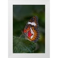 thumbnail image 1 of Jaynes Gallery 23x32 White Modern Wood Framed Museum Art Print Titled - Indonesia-Bali Malay lacewing butterfly on leaf, 1 of 4