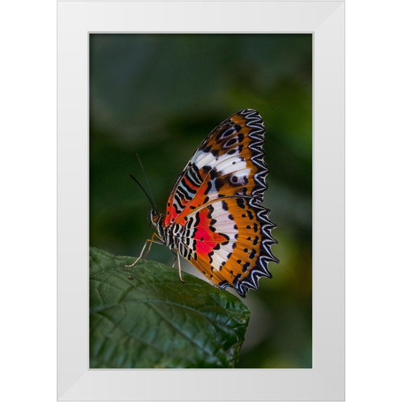 Jaynes Gallery 23x32 White Modern Wood Framed Museum Art Print Titled - Indonesia-Bali Malay lacewing butterfly on leaf