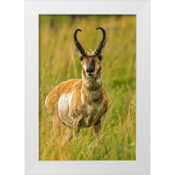 Jaynes Gallery 23x32 White Modern Wood Framed Museum Art Print Titled - South Dakota-Custer State Park Pronghorn antelope buck
