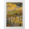 thumbnail image 1 of Jaynes Gallery 23x32 White Modern Wood Framed Museum Art Print Titled - USA-Colorado-Uncompahgre National Forest Autumn-colored forest, 1 of 4