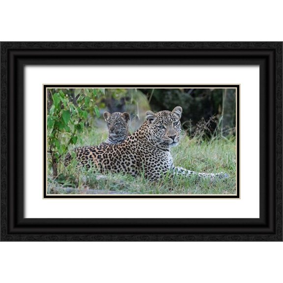 Jaynes Gallery 24x15 Black Ornate Wood Framed with Double Matting Museum Art Print Titled - Africa-Kenya-Maasai Mara National Reserve Close-up of leopard mother and cub