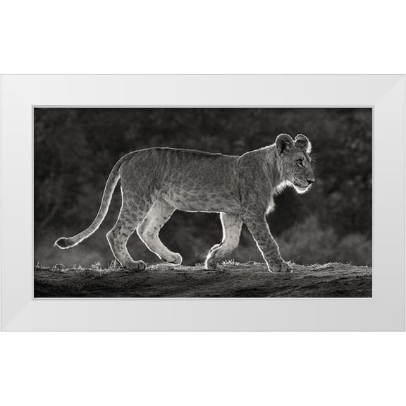 Jaynes Gallery 24x15 White Modern Wood Framed Museum Art Print Titled - Africa-Kenya-Maasai Mara National Reserve Backlit close-up of young lion