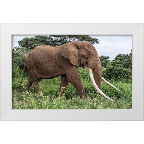 Jaynes Gallery 24x16 White Modern Wood Framed Museum Art Print Titled - Africa-Kenya-Amboseli National Park Close-up of walking elephant