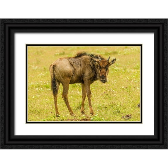 Jaynes Gallery 24x17 Black Ornate Wood Framed with Double Matting Museum Art Print Titled - Africa-Tanzania-Ngorongoro Crater Young white-bearded wildebeest close-up