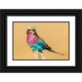 thumbnail image 1 of Jaynes Gallery 24x17 Black Ornate Wood Framed with Double Matting Museum Art Print Titled - Africa-Tanzania-Serengeti National Park Lilac-breasted roller bird close-up, 1 of 4