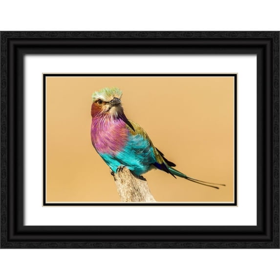 Jaynes Gallery 24x17 Black Ornate Wood Framed with Double Matting Museum Art Print Titled - Africa-Tanzania-Serengeti National Park Lilac-breasted roller bird close-up