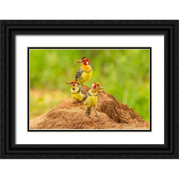 Jaynes Gallery 24x17 Black Ornate Wood Framed with Double Matting Museum Art Print Titled - Africa-Tanzania-Tarangire National Park Red-and-yellow barbets on dirt mound