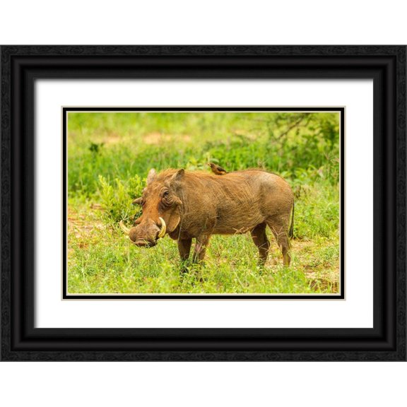 Jaynes Gallery 24x17 Black Ornate Wood Framed with Double Matting Museum Art Print Titled - Africa-Tanzania-Tarangire National Park Warthog with yellow-billed Oxpecker grooming him