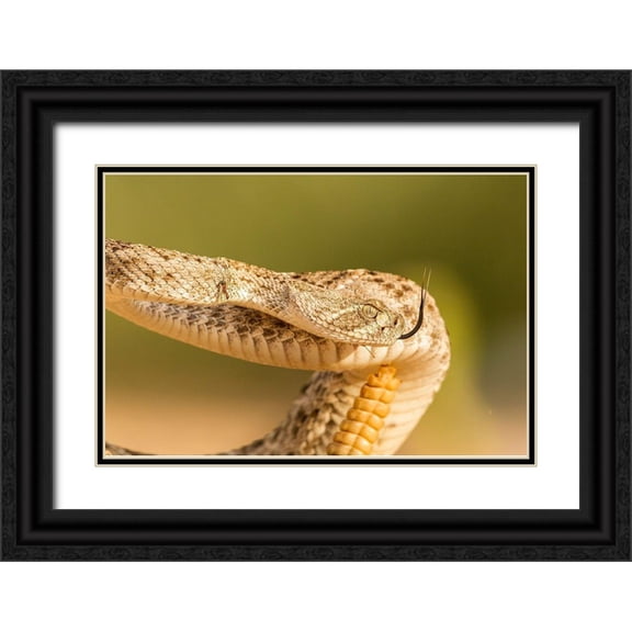 Jaynes Gallery 24x17 Black Ornate Wood Framed with Double Matting Museum Art Print Titled - Arizona-Santa Cruz County Close-up of coiled western diamondback rattlesnake