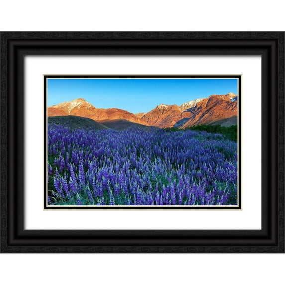 Jaynes Gallery 24x17 Black Ornate Wood Framed with Double Matting Museum Art Print Titled - California-Sierra Nevada Range Blooming Inyo bush lupine in valley