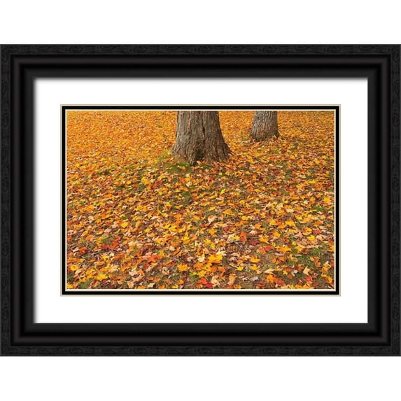 Jaynes Gallery 24x17 Black Ornate Wood Framed with Double Matting Museum Art Print Titled - Canada-Quebec-St Michel de Belle Chasse Sugar maple leaves in autumn