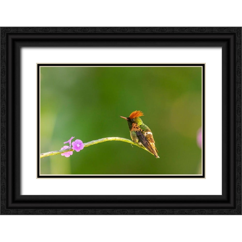 Curated visual reference: Visual Reference: Jaynes Gallery 24X17 Black Ornate Wood Framed With Double Matting