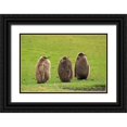 thumbnail image 1 of Jaynes Gallery 24x17 Black Ornate Wood Framed with Double Matting Museum Art Print Titled - Falkland Islands-Saunders Island Close-up of king penguin chicks or oakum boys, 1 of 4