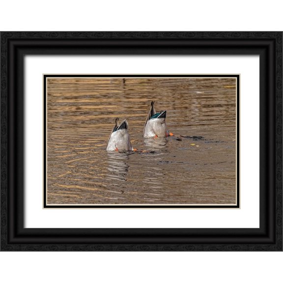 Jaynes Gallery 24x17 Black Ornate Wood Framed with Double Matting Museum Art Print Titled - USA-Colorado-Loveland Male mallard ducks diving for food in lake