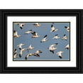thumbnail image 1 of Jaynes Gallery 24x17 Black Ornate Wood Framed with Double Matting Museum Art Print Titled - USA-New Mexico-Bosque del Apache National Wildlife Refuge-Snow geese flock in flight, 1 of 4
