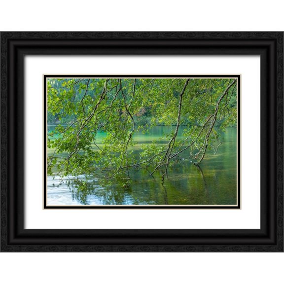 Jaynes Gallery 24x17 Black Ornate Wood Framed with Double Matting Museum Art Print Titled - Washington State-Olympic National Park Alder trees overhang lake