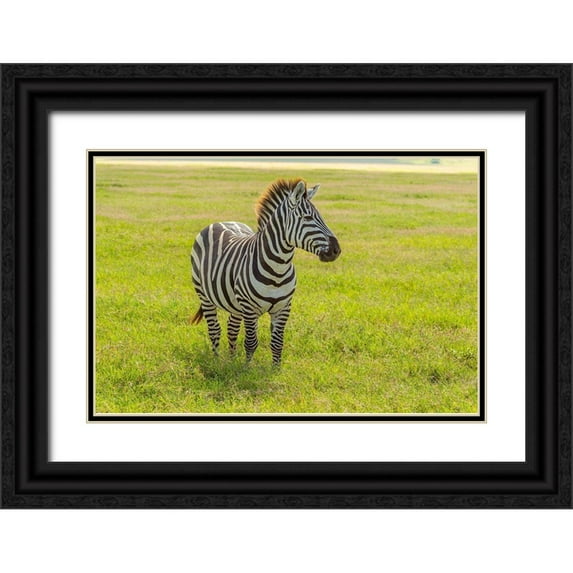 Jaynes Gallery 24x17 Black Ornate Wood Framed with Double Matting Museum Art Print Titled - Africa-Tanzania-Ngorongoro Crater Plains zebra in field