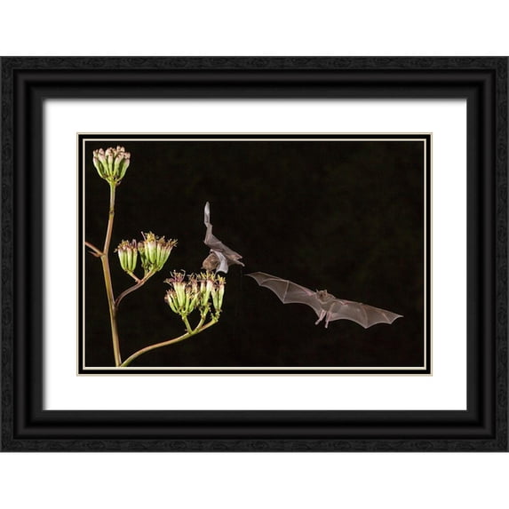 Jaynes Gallery 24x17 Black Ornate Wood Framed with Double Matting Museum Art Print Titled - Arizona-Santa Cruz County Bats feed on yucca nectar