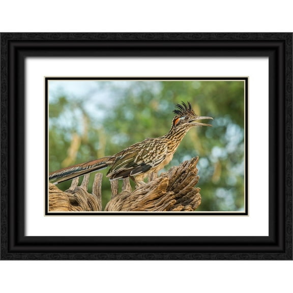 Jaynes Gallery 24x17 Black Ornate Wood Framed with Double Matting Museum Art Print Titled - Arizona-Santa Cruz County Roadrunner on stump