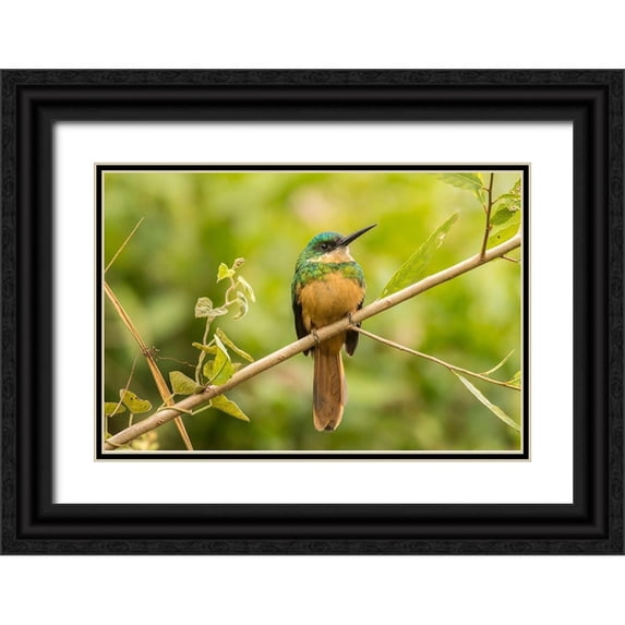 Jaynes Gallery 24x17 Black Ornate Wood Framed with Double Matting Museum Art Print Titled - Brazil-Pantanal Rufous-tailed jacamar bird close-up